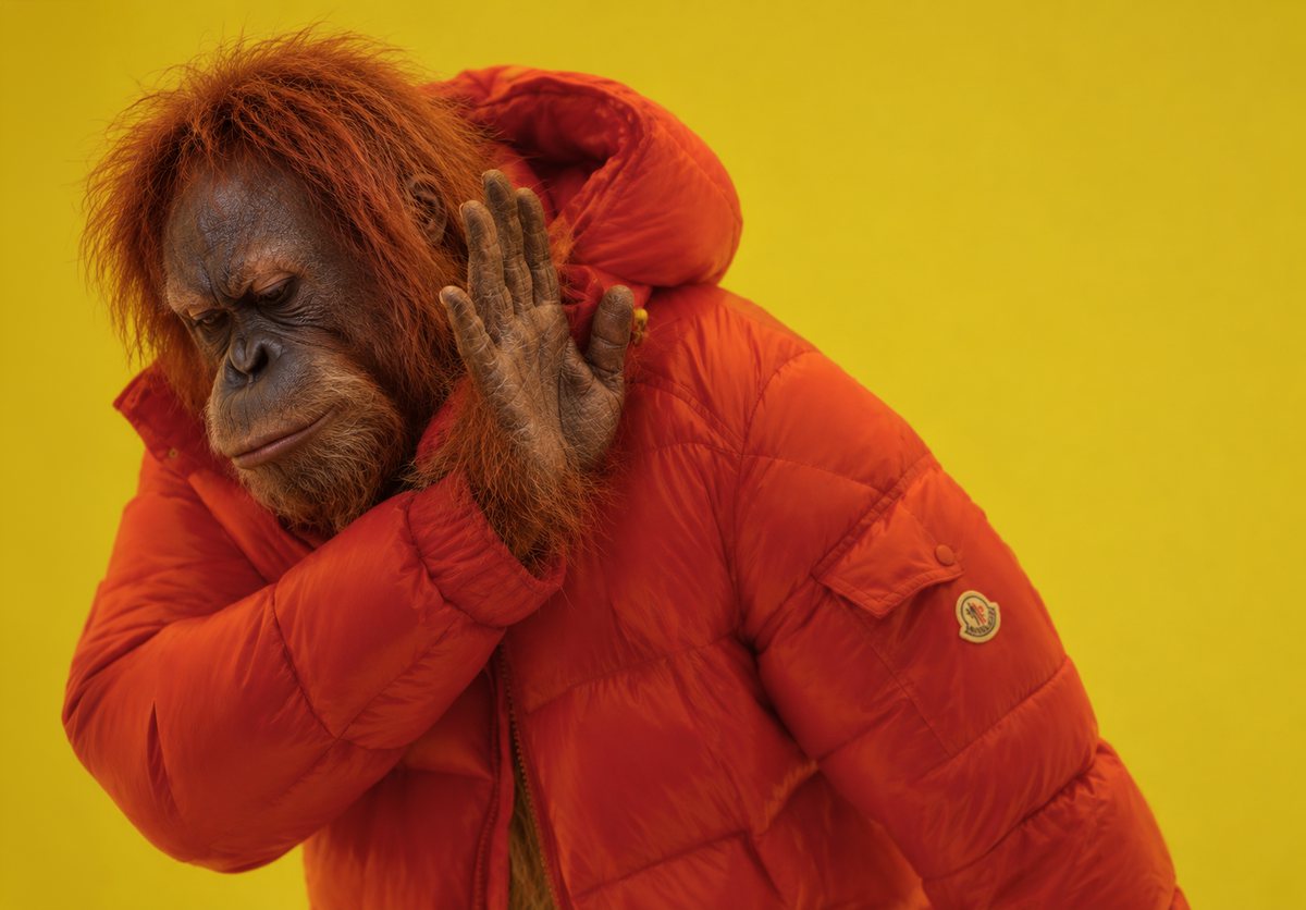 An orangutan in a red puffer jacket turns away with a raised palm, refusing.